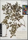 Foto von Salix myrsinifolia Salisb.
